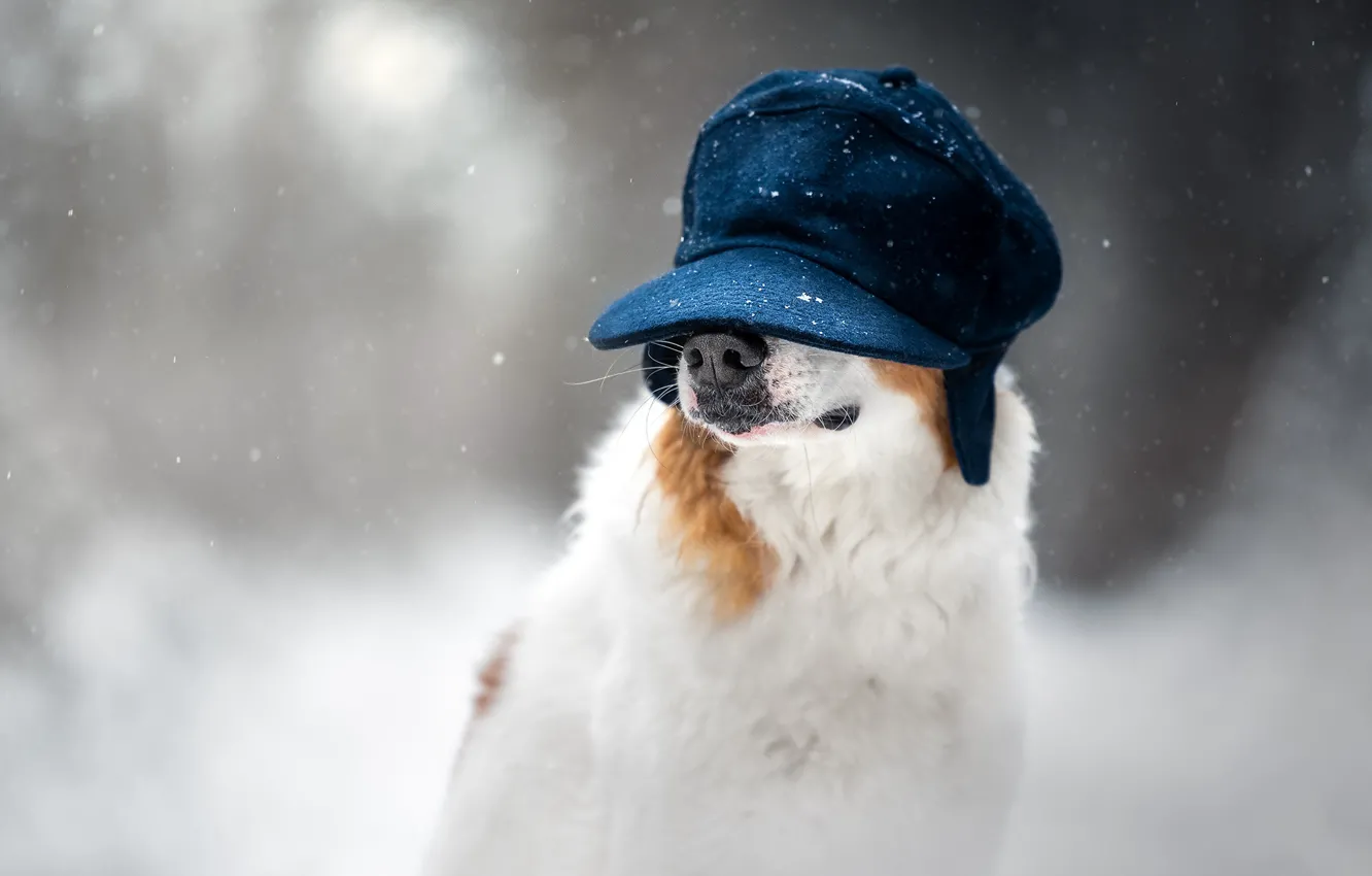 Фото обои зима, снег, природа, портрет, собака, нос, кепка, снегопад