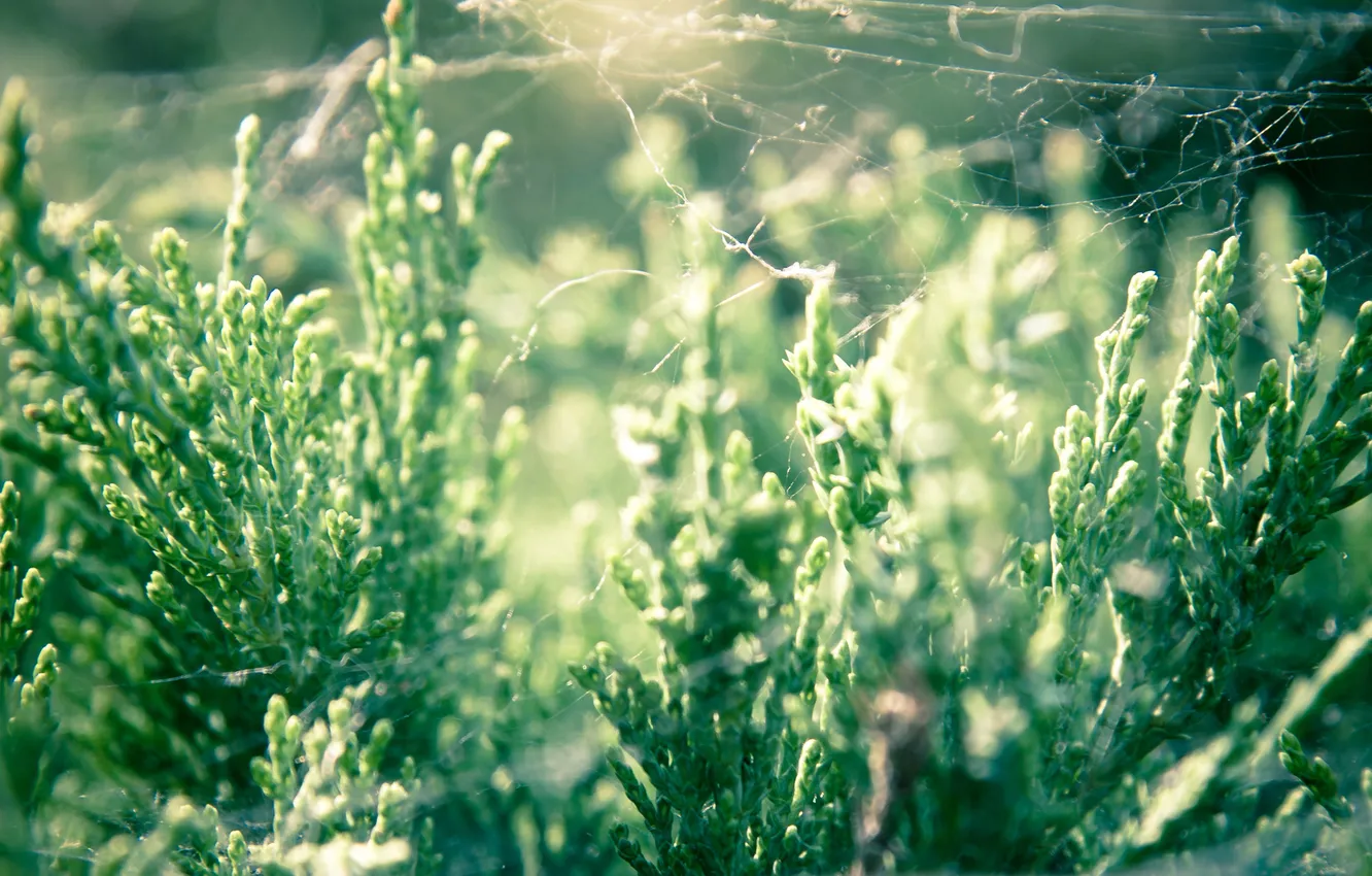 Фото обои трава, свет, паутина