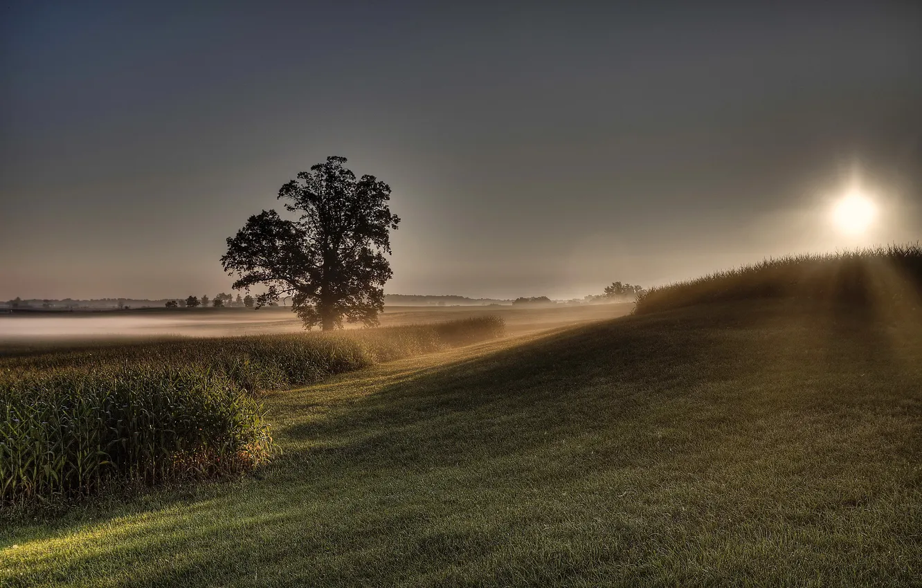 Фото обои поле, деревья, пейзаж, закат, природа