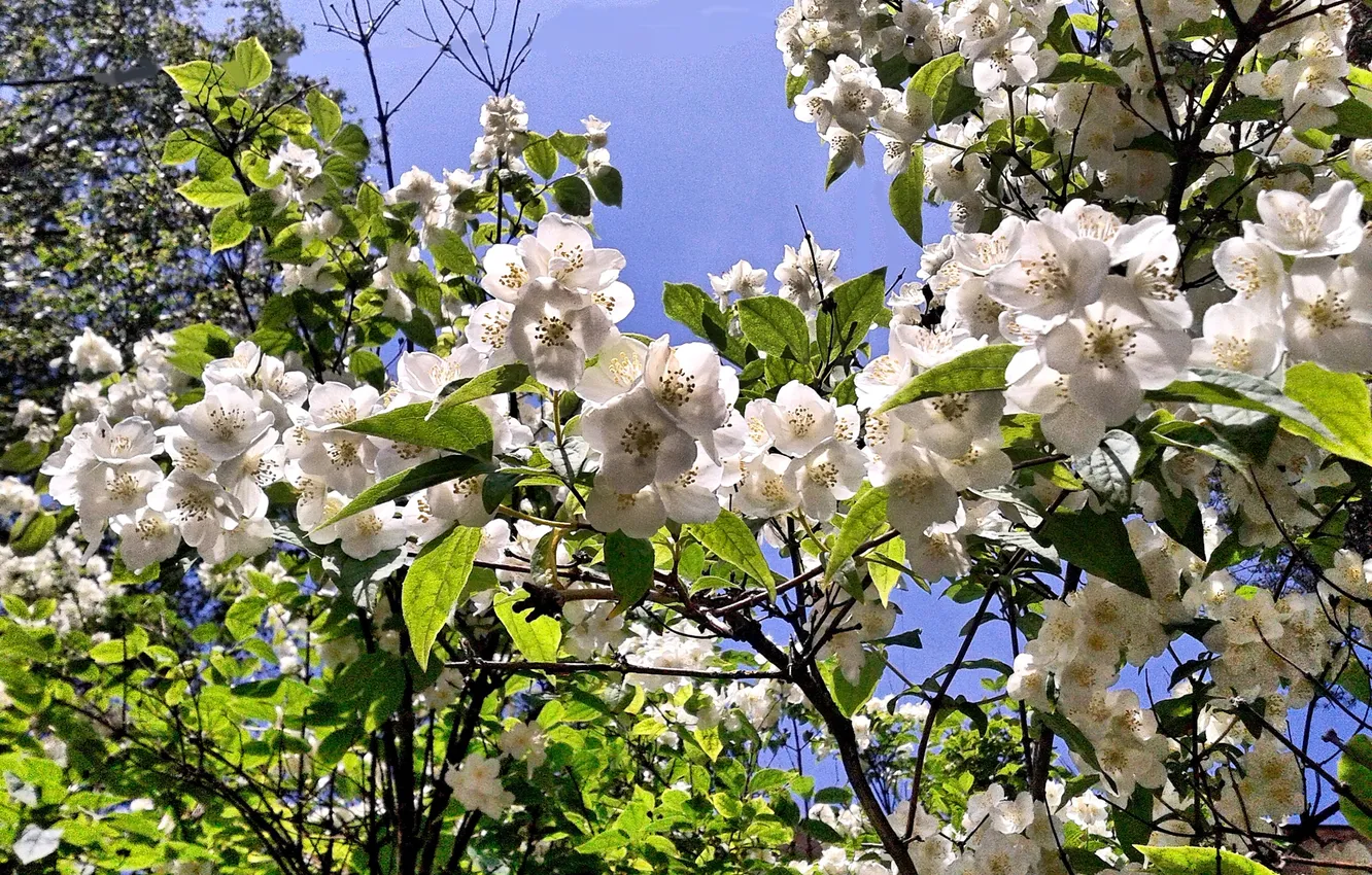 Фото обои цветы, Чубушник венечный, лето2025