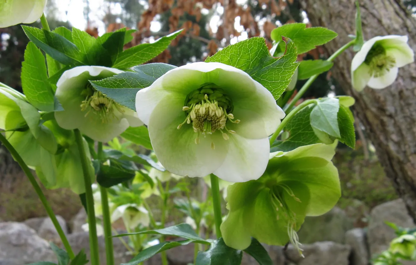 Фото обои цветы, морозник, зелёный цвет, Геллеборус