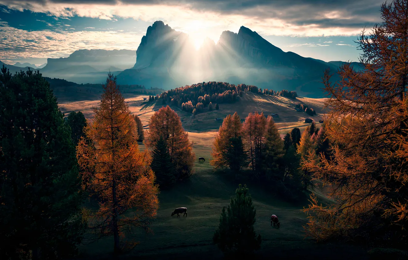 Фото обои горы, коровы, Альпы, пастбище