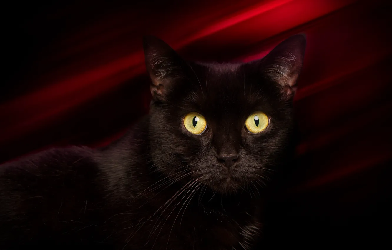 Фото обои глаза, кот, усы, взгляд, фон, черный, котейка