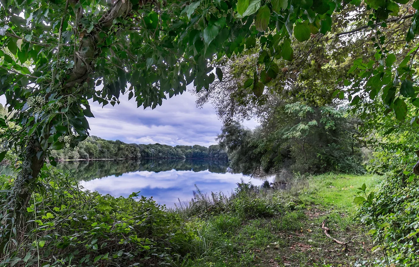 Фото обои лес, деревья, природа, озеро