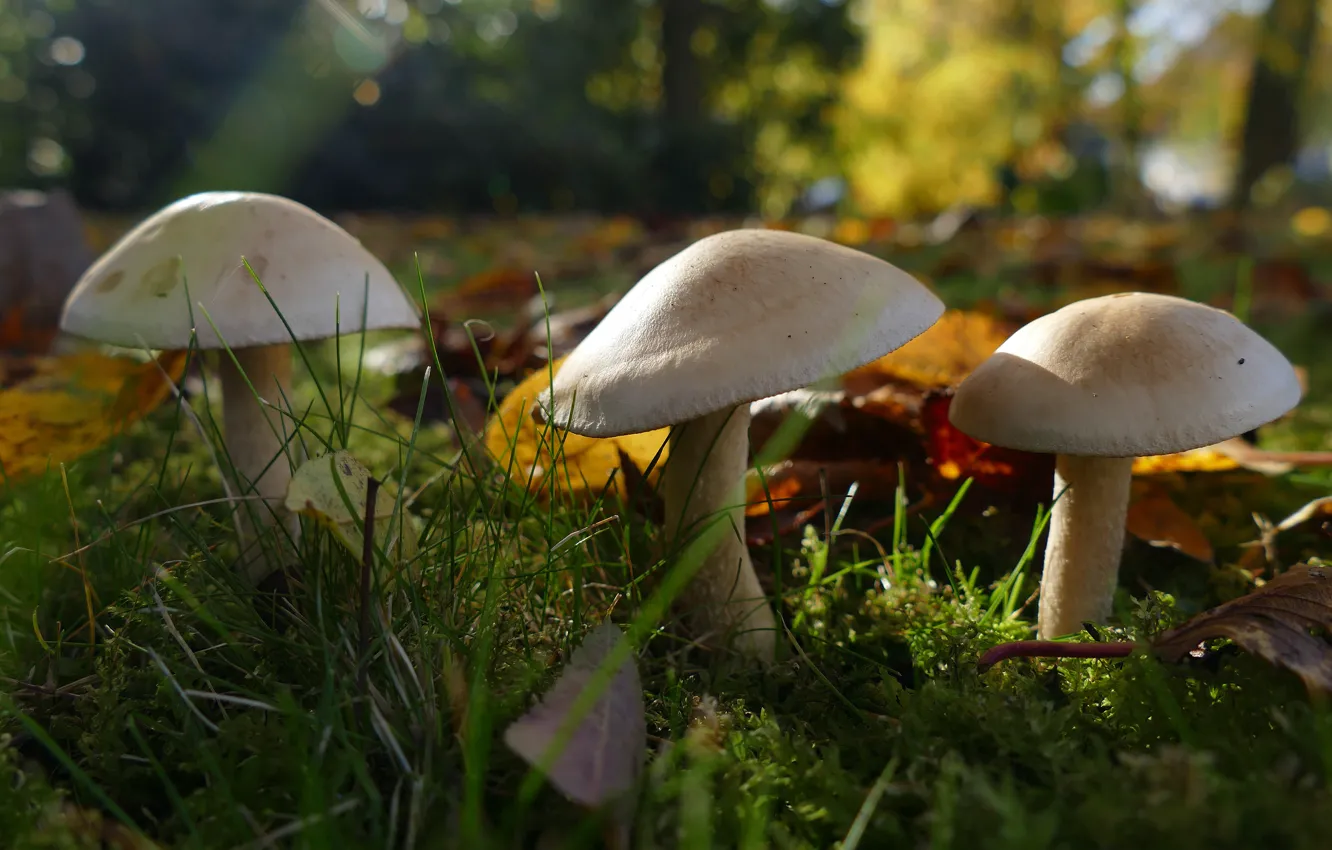 Фото обои осень, лес, трава, листья, свет, природа, поляна, грибы