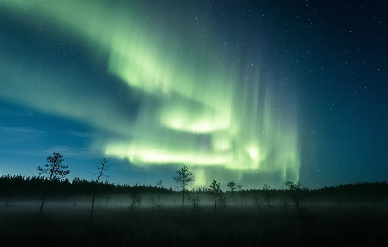 Фото обои лес, деревья, ночь, природа, туман, северное сияние, звездное небо
