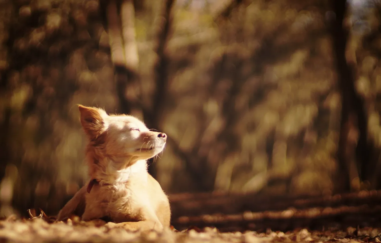 Фото обои осень, взгляд, друг, собака