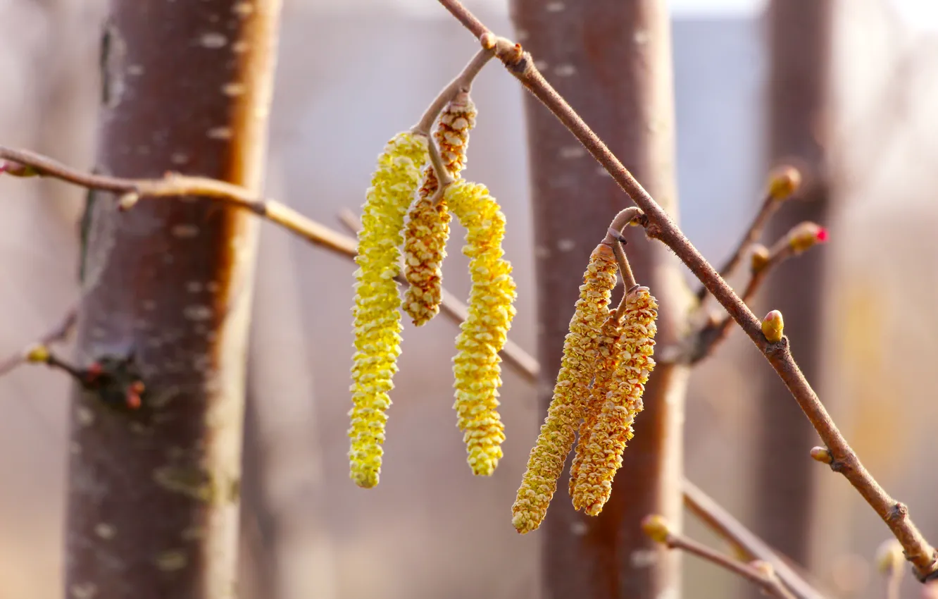 Фото обои forest, tree, twig