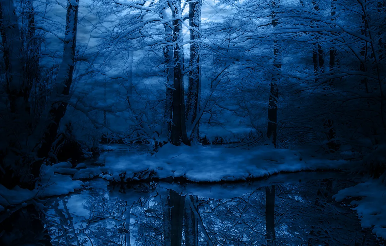Фото обои холод, зима, иней, снег, деревья, синий