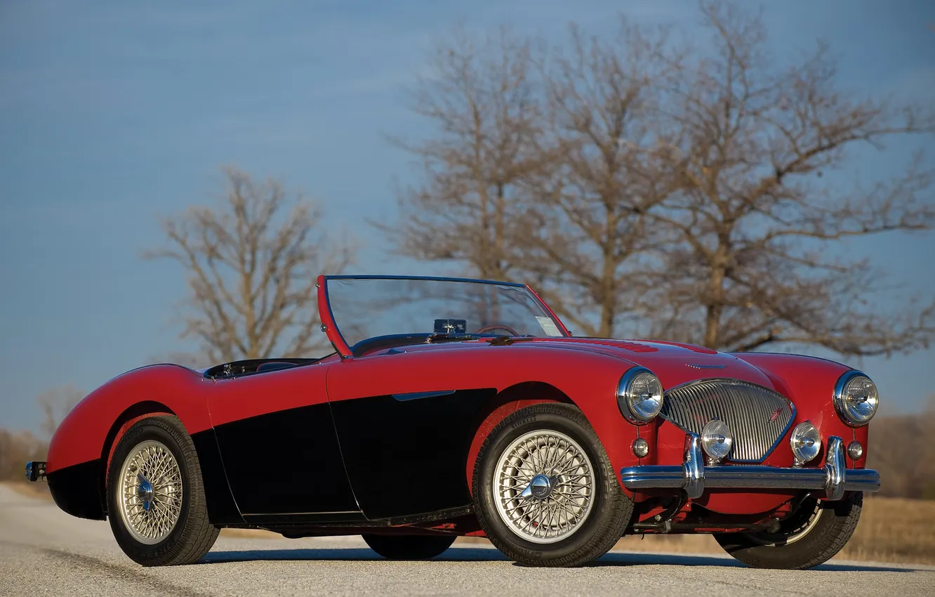 Фото обои car, auto, trees, classic, 1955, Austin Healey, 100-4