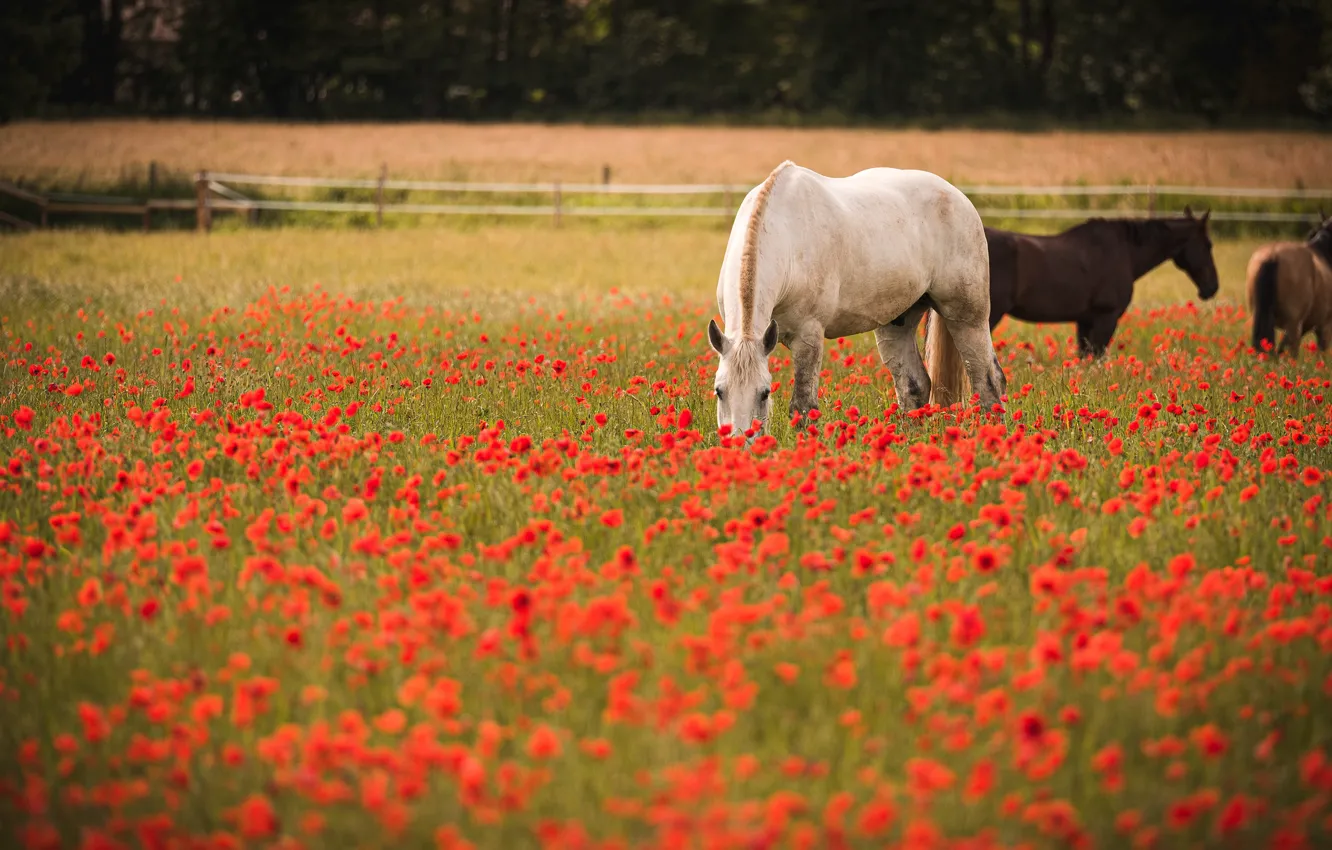 Фото обои поле, белый, лето, цветы, природа, конь, лошадь, маки