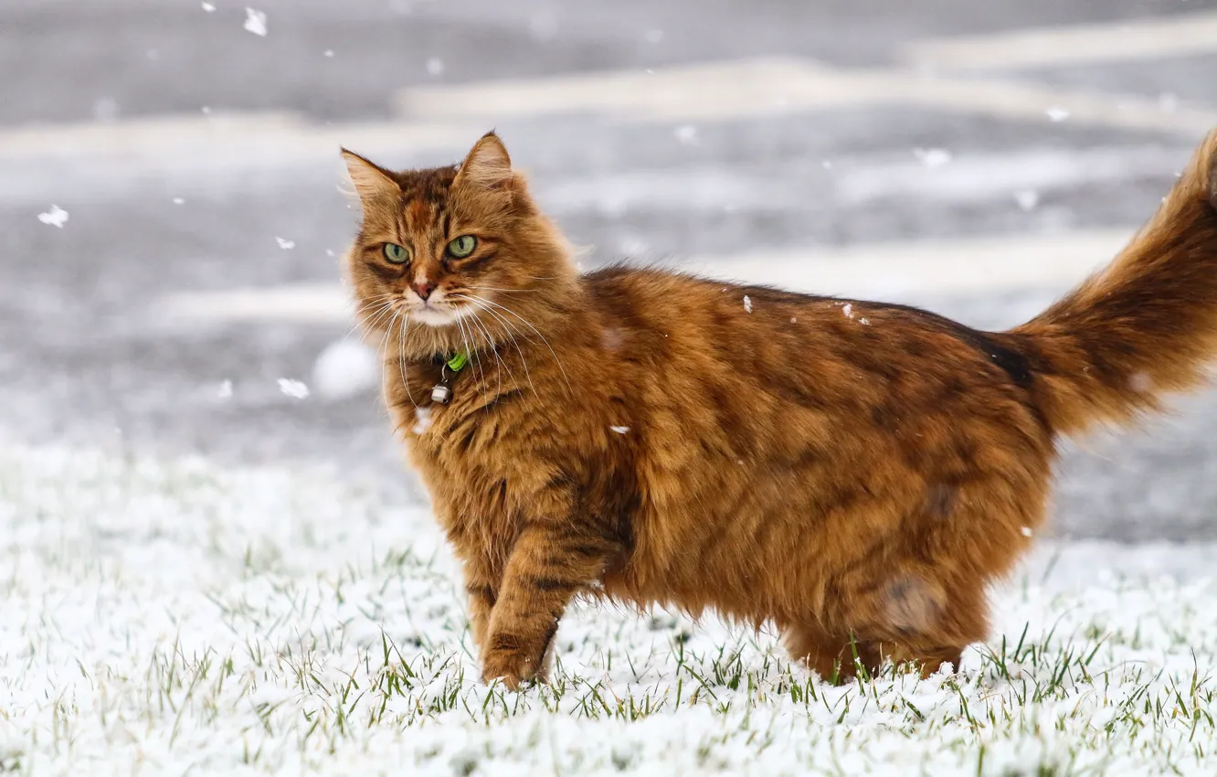 Фото обои зима, кошка, снежинки, шерсть