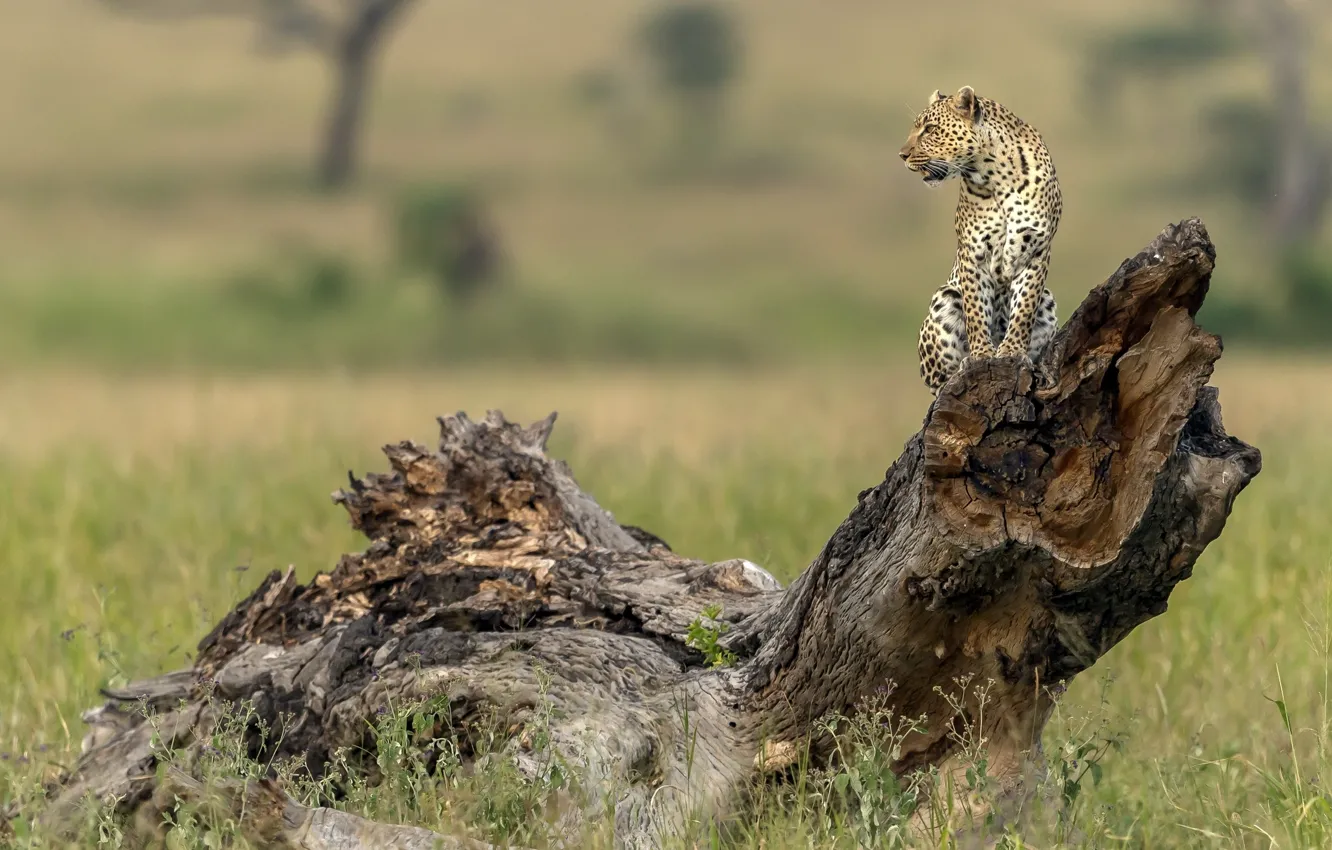 Фото обои дерево, леопард, профиль, коряга