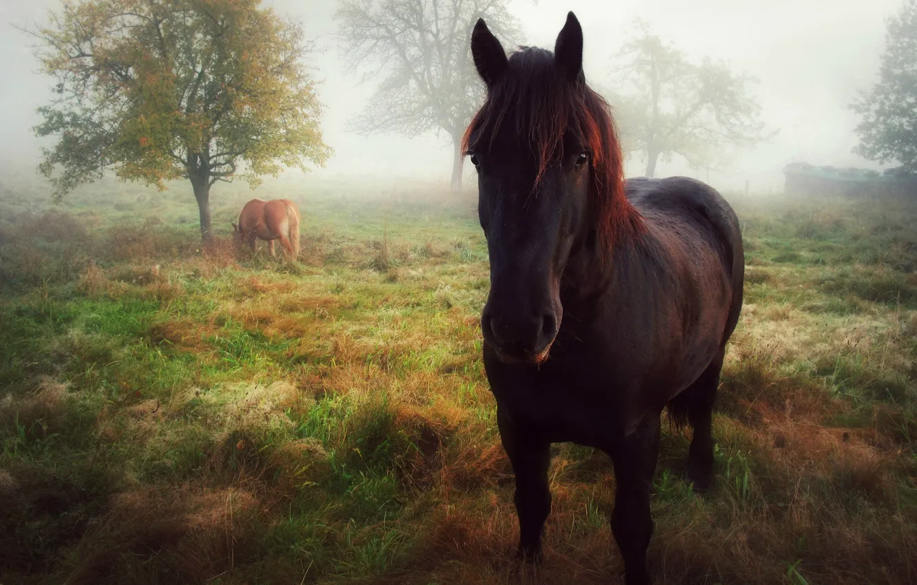 Фото обои осень, взгляд, туман, лошадь, утро, позирование, лошади