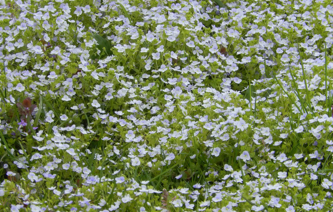 Фото обои трава, цветы, природа, widescreen, обои, весна, wallpaper, широкоформатные