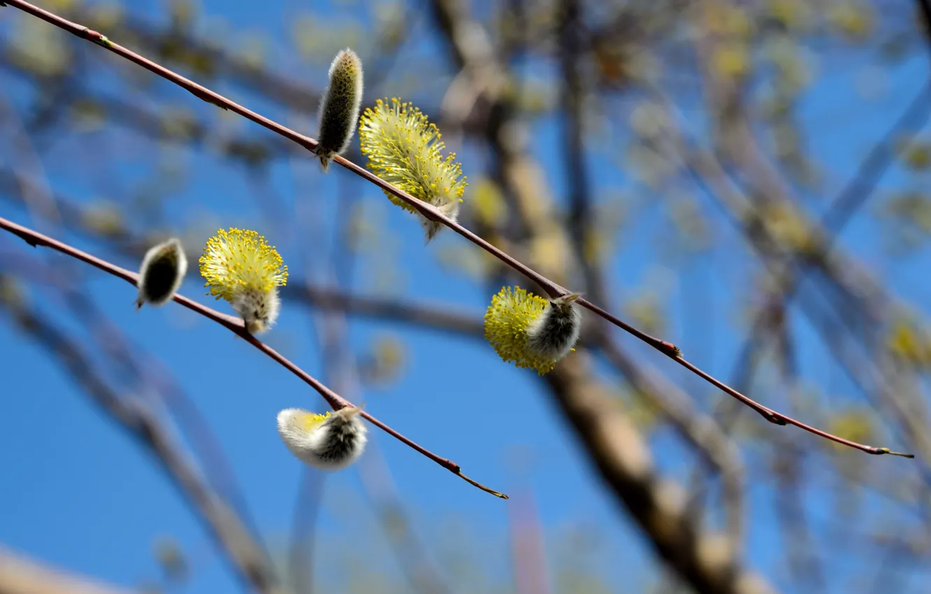 Фото обои деревья, весна, верба