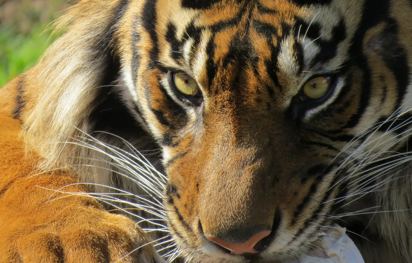 Фото обои глаза, взгляд, тигр