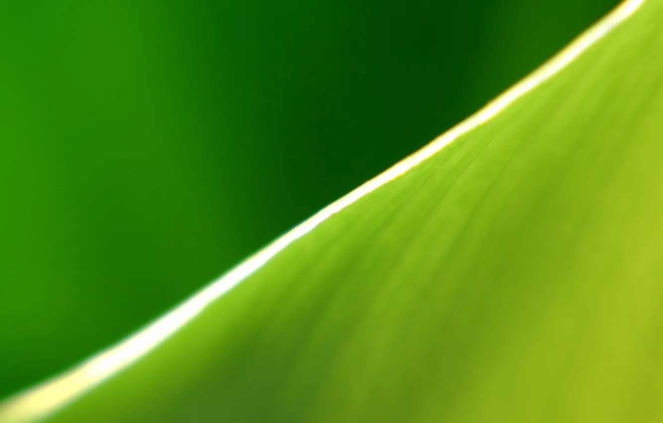 Фото обои лист, зеленый, полоса, край