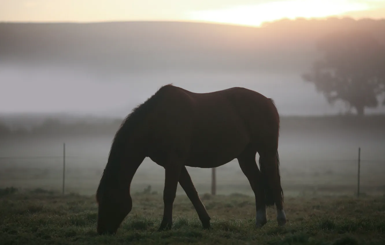 Фото обои поле, животные, трава, туман, пейзажи, кони, утро, лошади