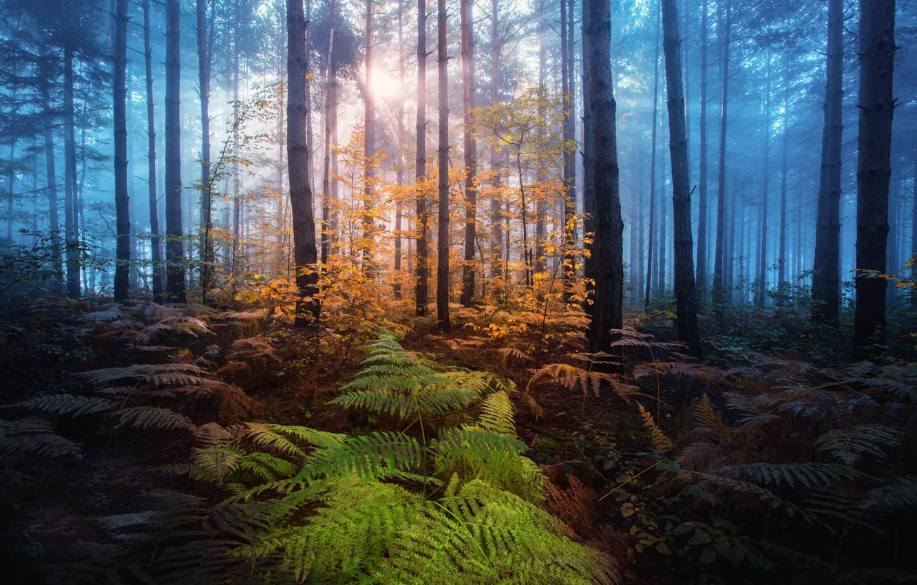 Фото обои осень, лес, солнце, лучи, свет, деревья, природа, туман