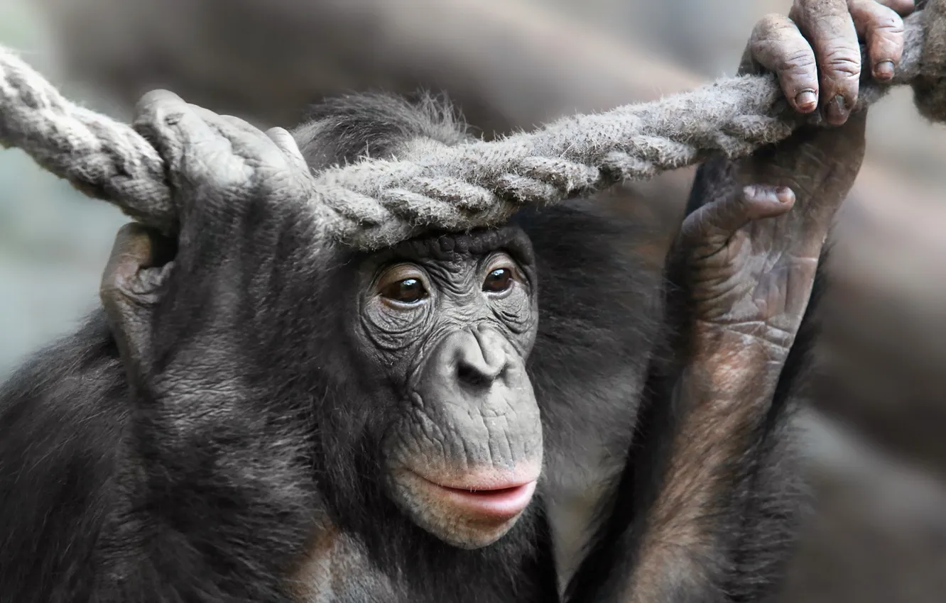 Фото обои природа, поза, обезьяна, примат, pygmy chimpanzee