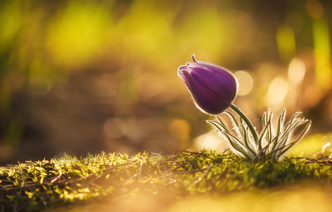 Фото обои flower, sunset, sand