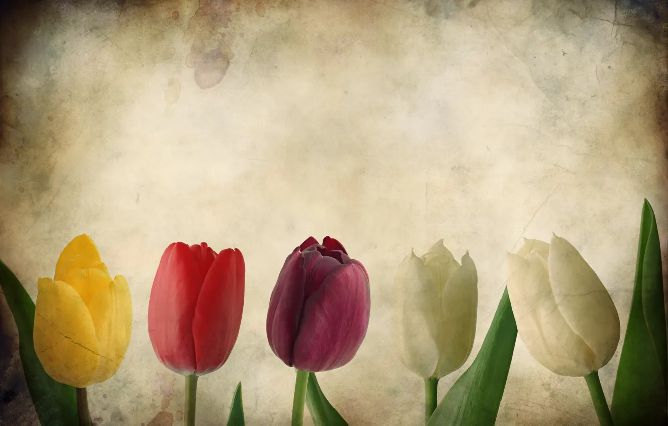 Фото обои цветы, бумага, тюльпан, тюльпаны, текстуры, Гранж