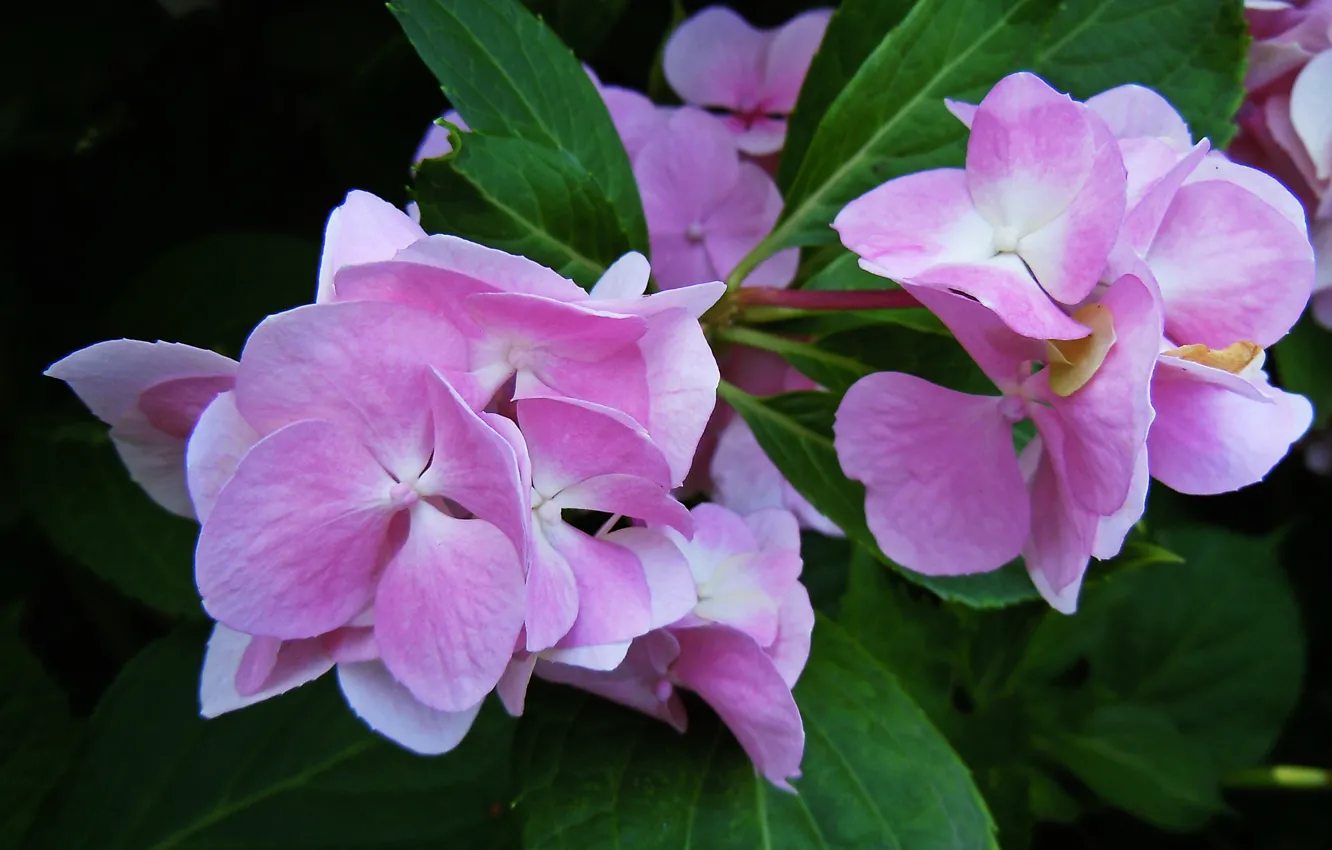 Фото обои розовая, pink, flowers, Гортензия, Hortensia