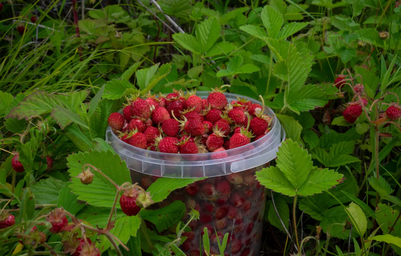 Фото обои ягоды, урожай, земляника, клубника, ведерко