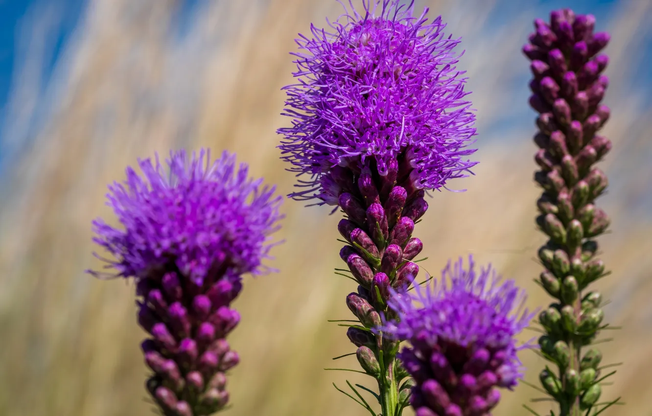 Фото обои фон, фиолетовые цветы, Liatris Pycnostachya