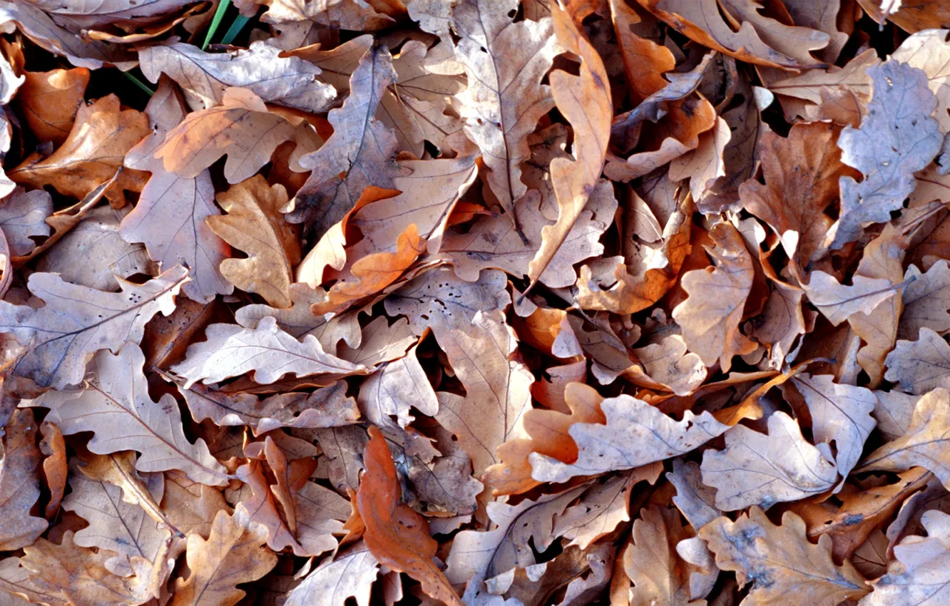 Фото обои осень, Листья, сухие, коричневые обои (фото, картинка)