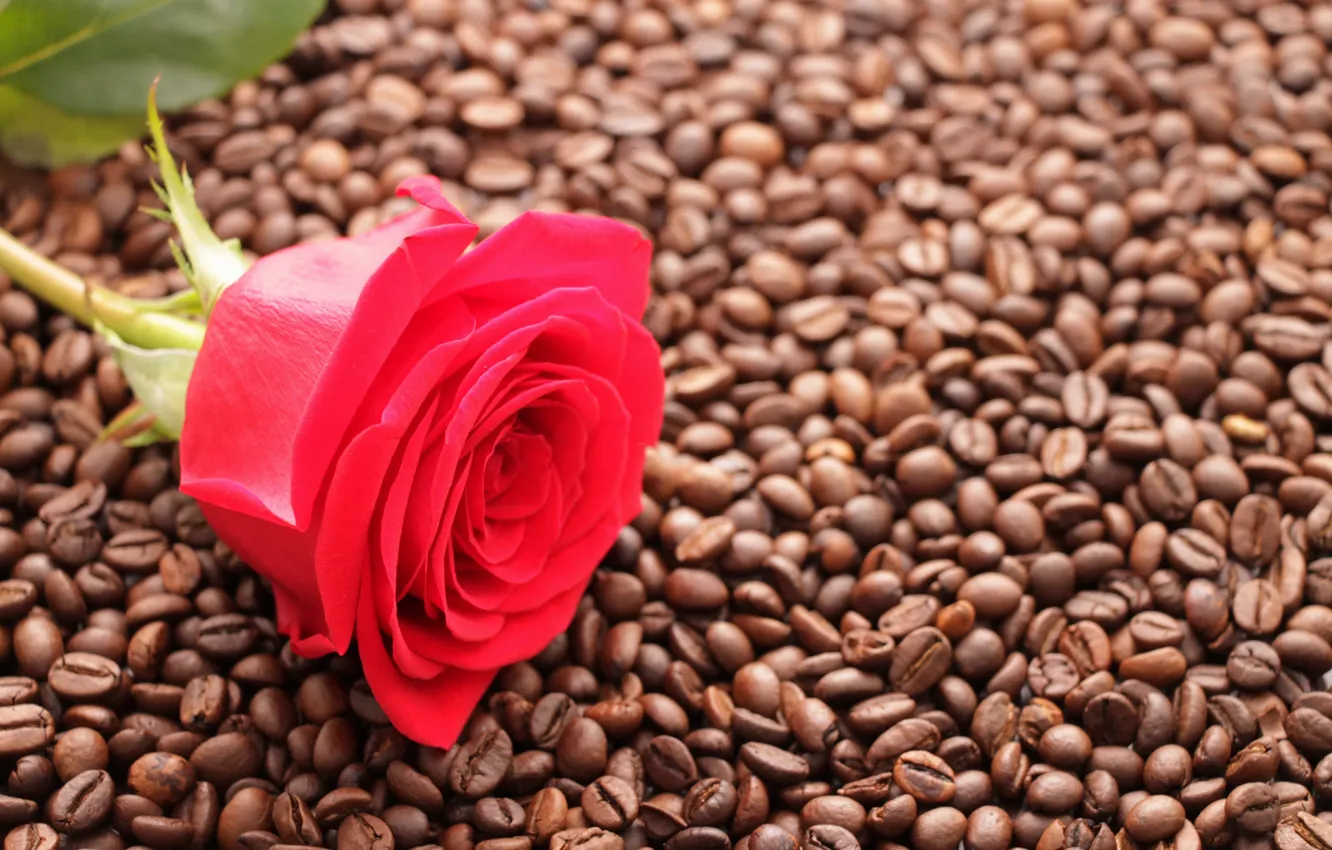 Фото обои цветы, фон, настроение, обои, роза, кофе, бутон, красная роза