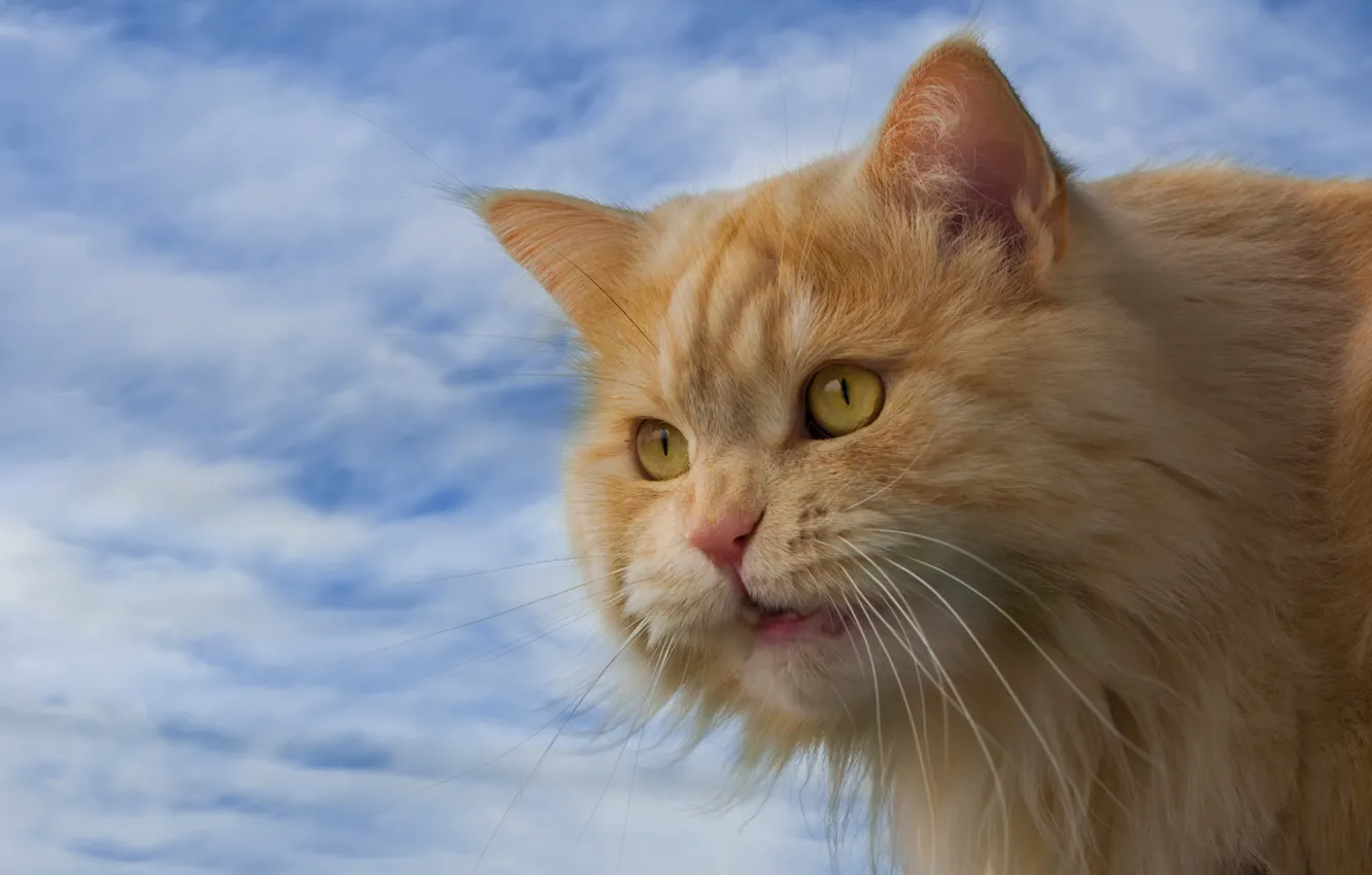 Фото обои кошка, небо, кот, взгляд, мордочка, рыжий кот