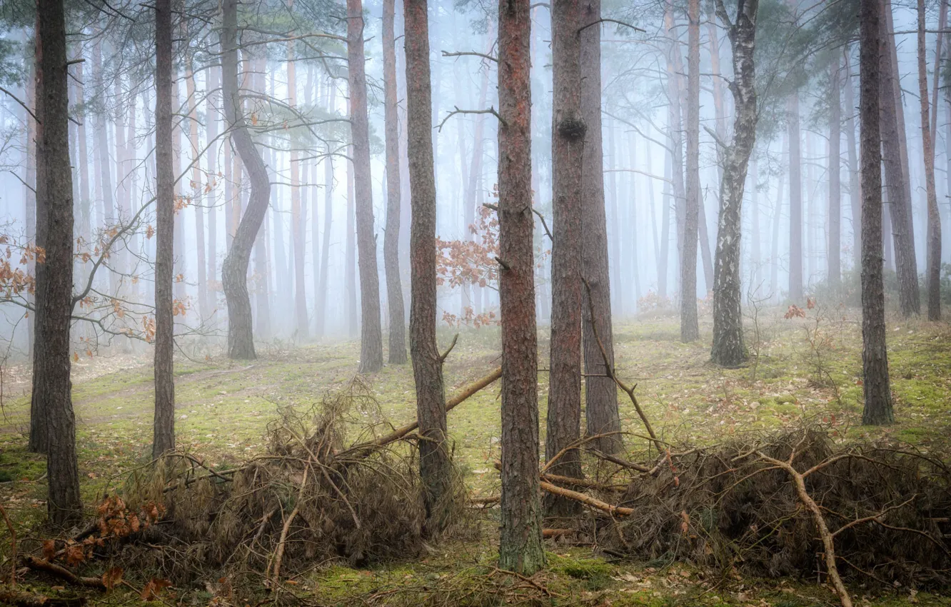 Фото обои осень, лес, деревья, ветки, туман, стволы, утро, дымка