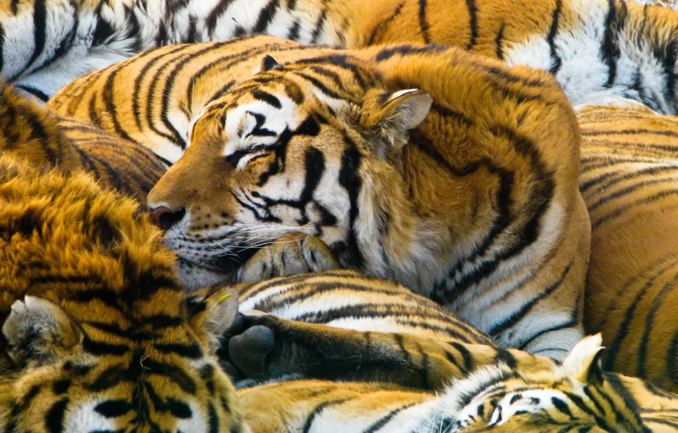 Фото обои кошки, хищники, тигры, 1920x1200, cats, predators, tigers