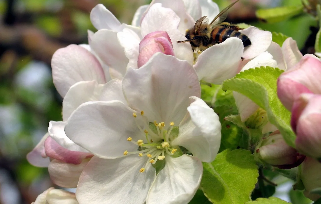 Фото обои листья, цветы, пчела, весна, яблоня