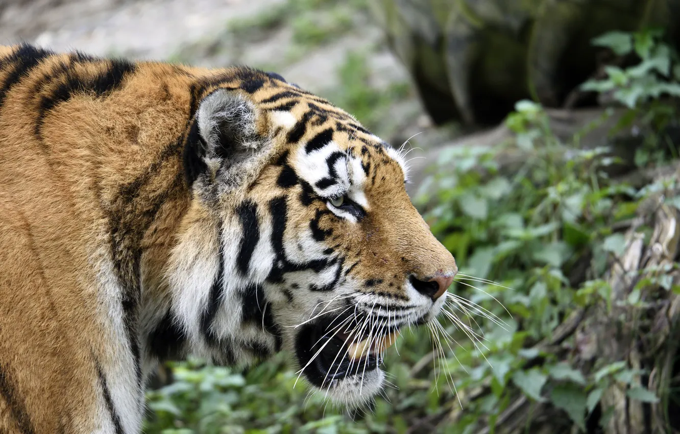 Фото обои кошка, морда, тигр, профиль, амурский