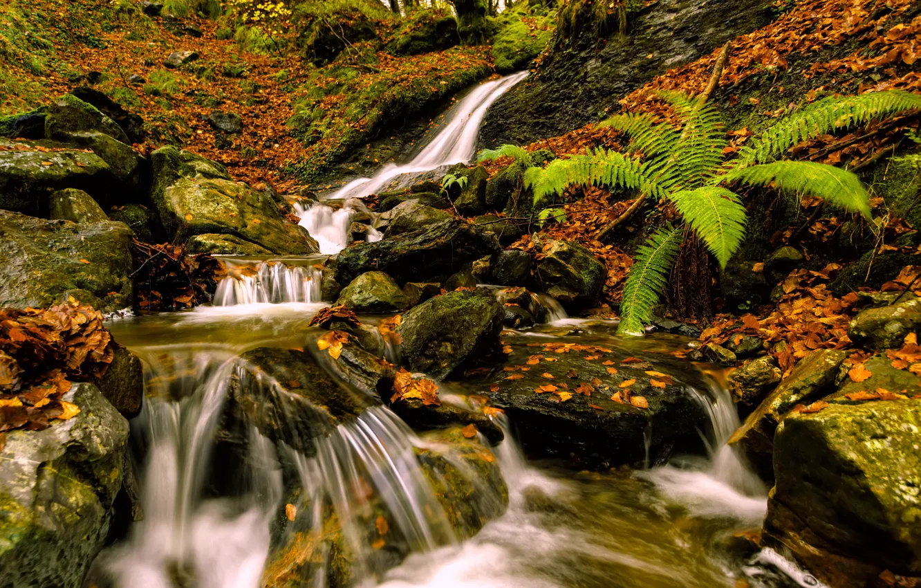 Фото обои осень, листья, камни, листва, водопад, Испания, папоротник, каскад