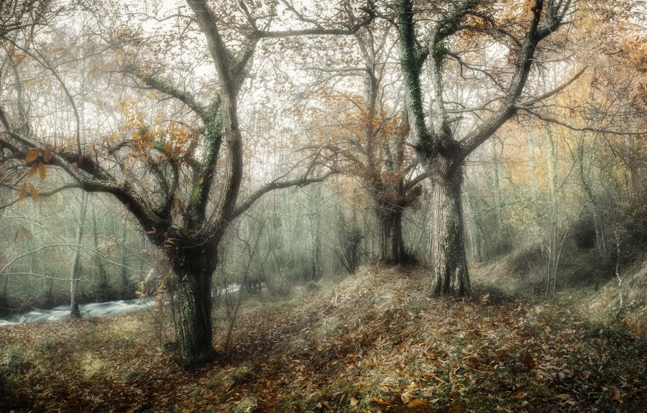 Фото обои осень, деревья, природа