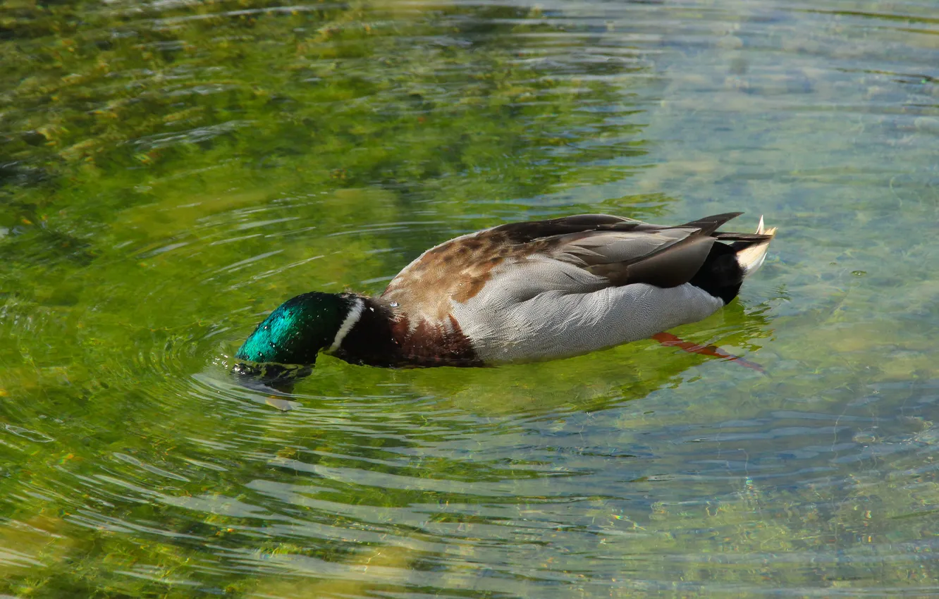 Фото обои bird, water, duck, swim