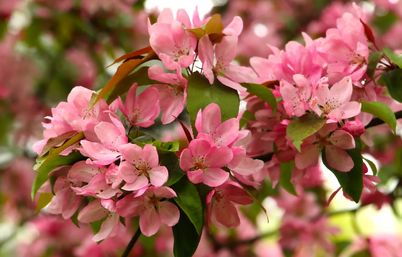 Фото обои flower, spring, bloom