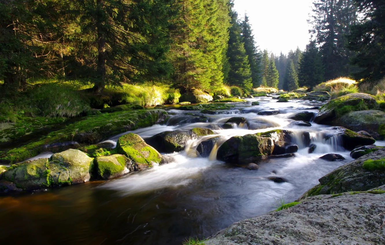 Фото обои лес, природа, Чехия, горная река, Шумава, Богемия, narodni park Šumava