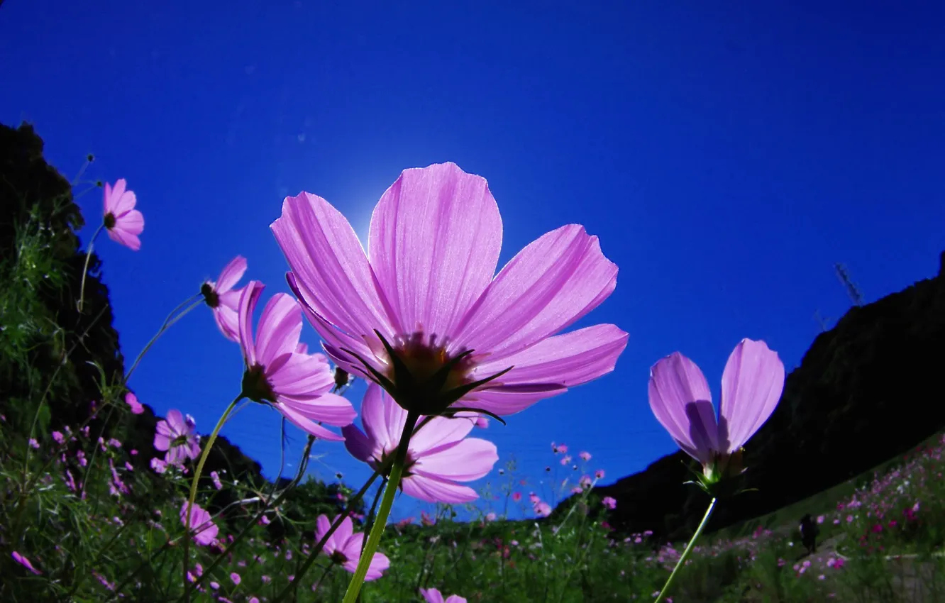 Фото обои цветы, синее небо, космея