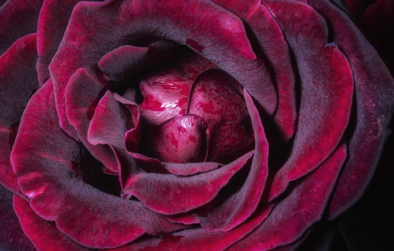 Фото обои макро, роза, лепестки, бордовый
