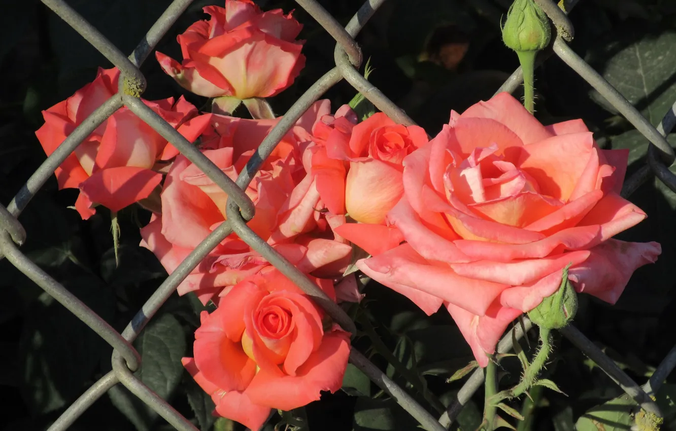 Фото обои лето, сетка, розы, 2018, июнь, Mamala ©