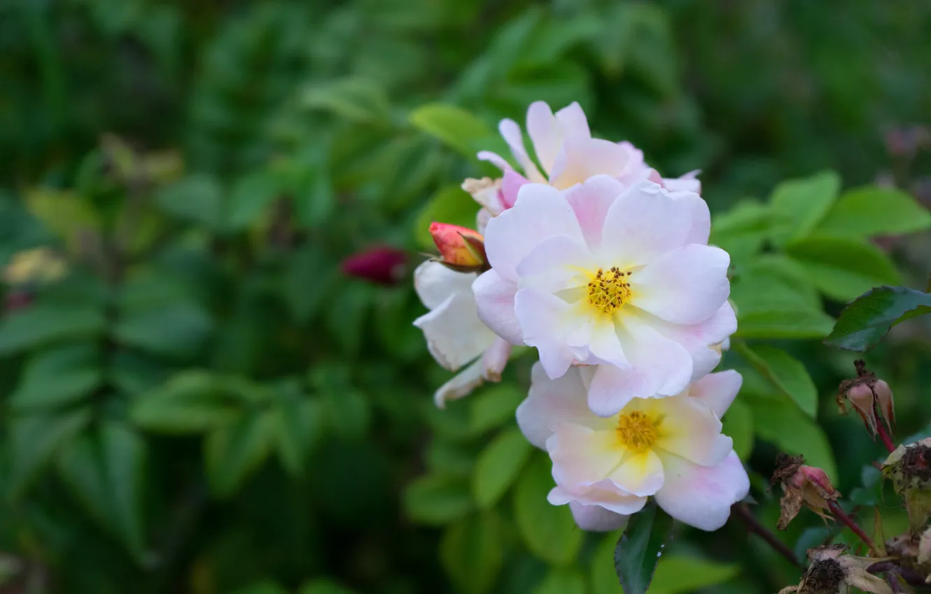 Фото обои листья, цветы, розы, белые, розовый куст