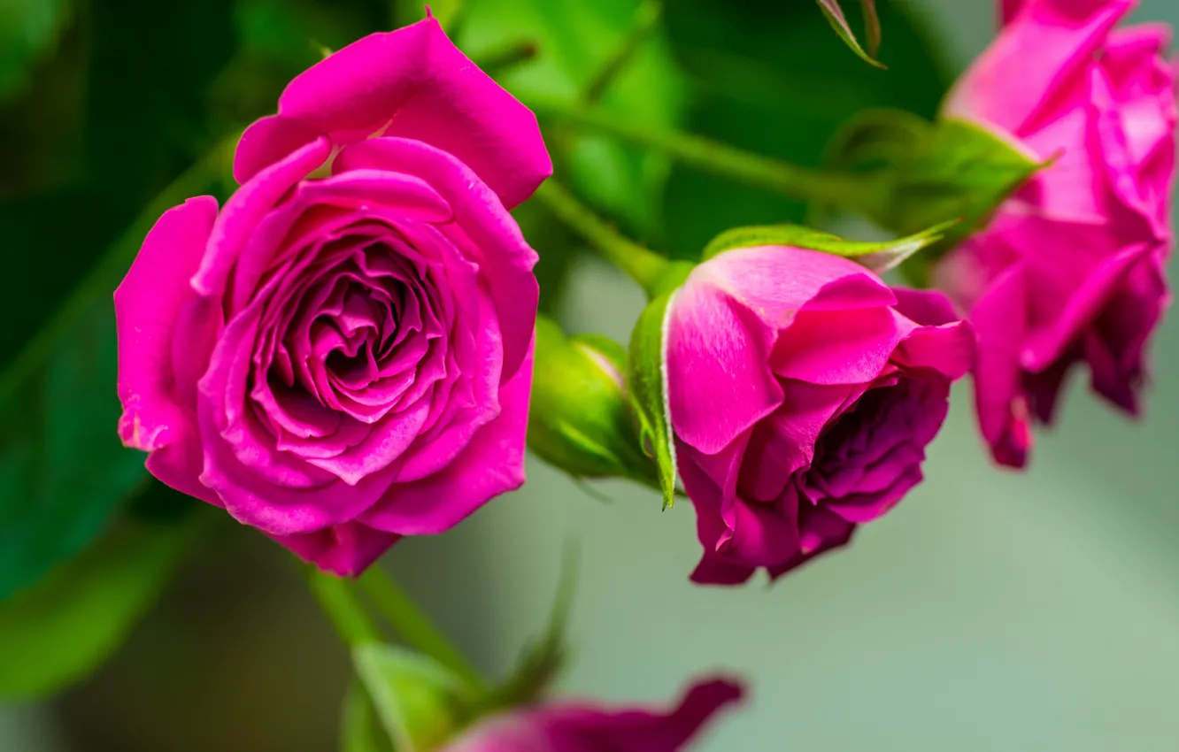 Фото обои макро, розы, лепестки, бутоны