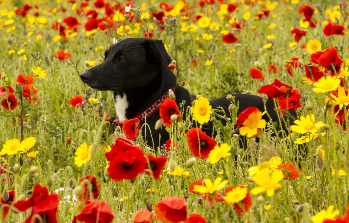 Фото обои цветы, маки, собака, луг