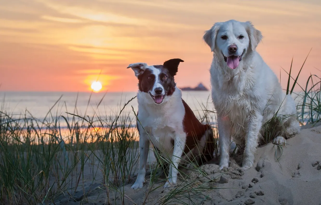 Фото обои песок, море, собаки, закат