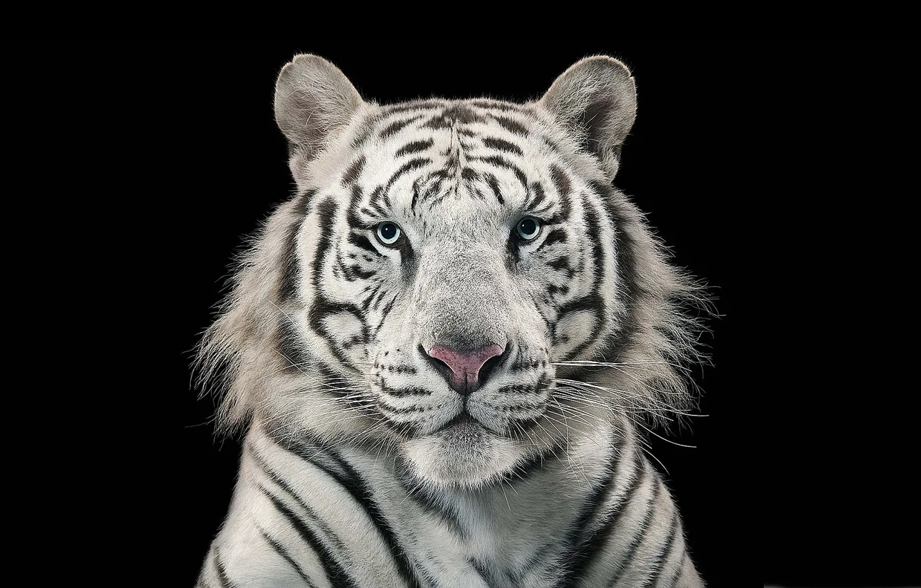 Фото обои white, tiger, bengal tiger